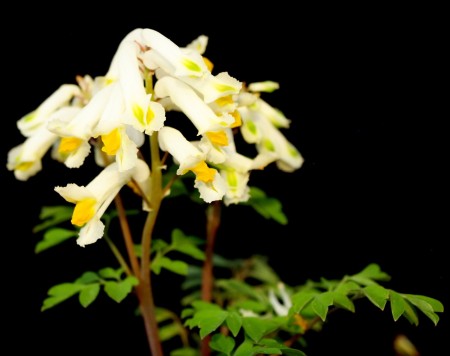 Corydalis ochroleuca